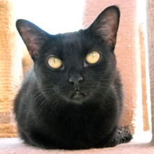 Adopt Ebony!