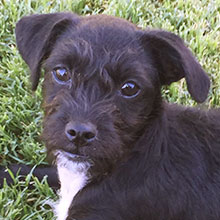 Adopt Scout!