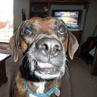Bandit, still hamming it up for the camera