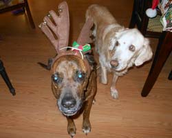 Bandit will guide the sleigh tonight