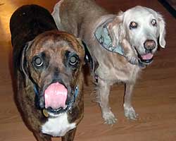 Bandit hanging out with his new friend Maggie
