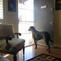 Bandit waits patiently for the items he secretly ordered online to show up