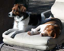 Bella and Hunter