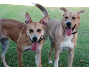 Boomer and Sophie are best friends!