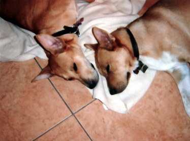 Boomer and Sophie taking a nap together