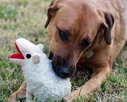 Dakota chewing on one of her toys