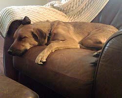 Dakota relaxes on her couch