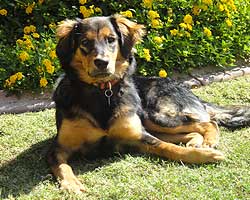 Despina, more beautiful than ever, relaxing in the yard
