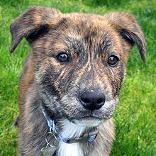 DJ as a puppy at ABC