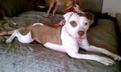 Dolly relaxing at home