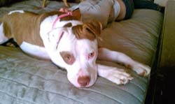 Dolly still relaxing at home