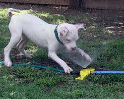 Fiona carefully inspects the sprinklers for defects