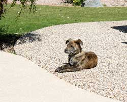 Gambit at home, watching girls passing by