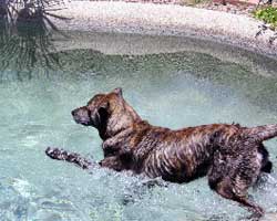 Gambit is an avid swimmer