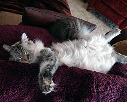Greta enjoys some quiet time relaxing on the couch