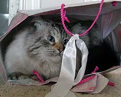 Greta in the bag!