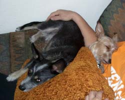Harry and friends snuggling after a long day of hiking