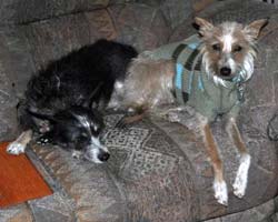 Harry and friend snuggling on the couch Harry and friend snuggling on the couch