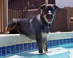 Henry, all grown up, swimming the day away