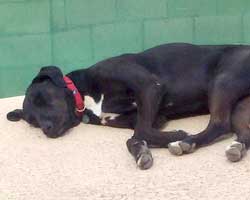 Jake catches a few rays poolside at his amazing forever home
