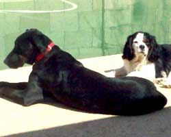 Jake hanging out near the pool with his pal, Jax