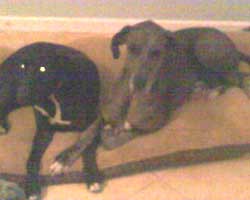 Jake and his BIG sister Belle snuggling