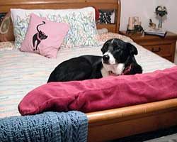Ladybug relaxing at home!