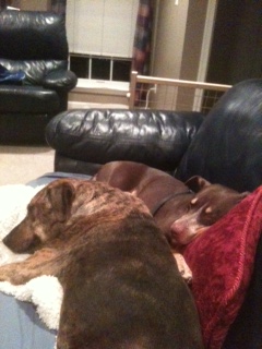 Legacy snuggles with her new Labrador pal on the couch