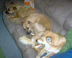 Marmie, Duke, and Earl on the couch