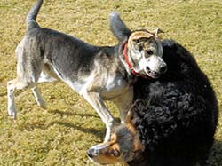 Moose and Molly