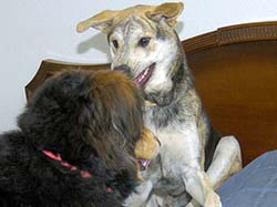 Moose and Molly