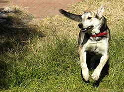 Moose out for a run