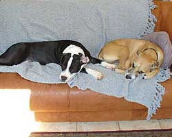 Snoozing on the couch