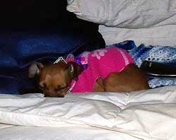 Pocket brings things full circle and takes a nap after a long day of lunging