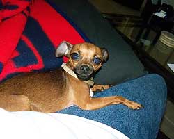Pocket takes a break from lounging to watch NFL Sunday from her best friend's lap