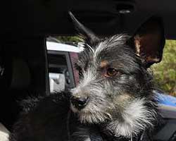 Ralph, part Terrier, part Navigator