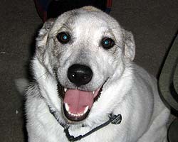 Scooter all smiles in his forever home