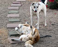 Scooter and Harley