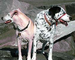 Spot and his sister Delila, joined at the hip