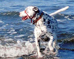 Spot romping in the surf!