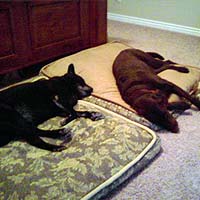 Raven and Scout, all snuggled in for a good night's sleep