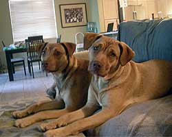 Stacie and Soleil, all grown up and relaxing on the couch