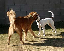 Snickers and Tatum