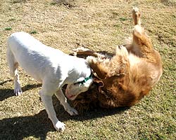 Tatum and Snickers romping in the yard