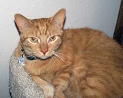 Theodore, chillin' in his awesome forever home