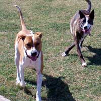 Zeus and his new puppy friend!