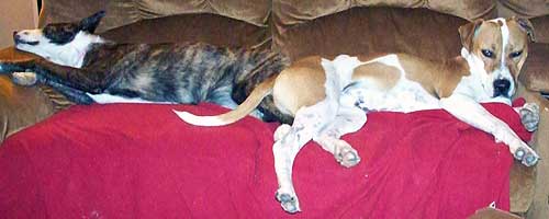 Zeus and Koko napping on the couch
