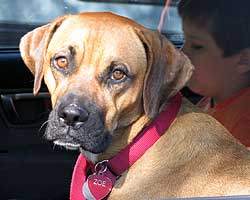 Adorable Zoe is happy as can be in her forever home